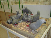 Healthy parrots,  chicks and eggs for sale.